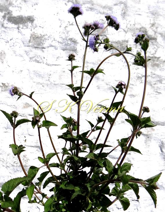  Plant